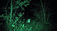 night vision image quality
